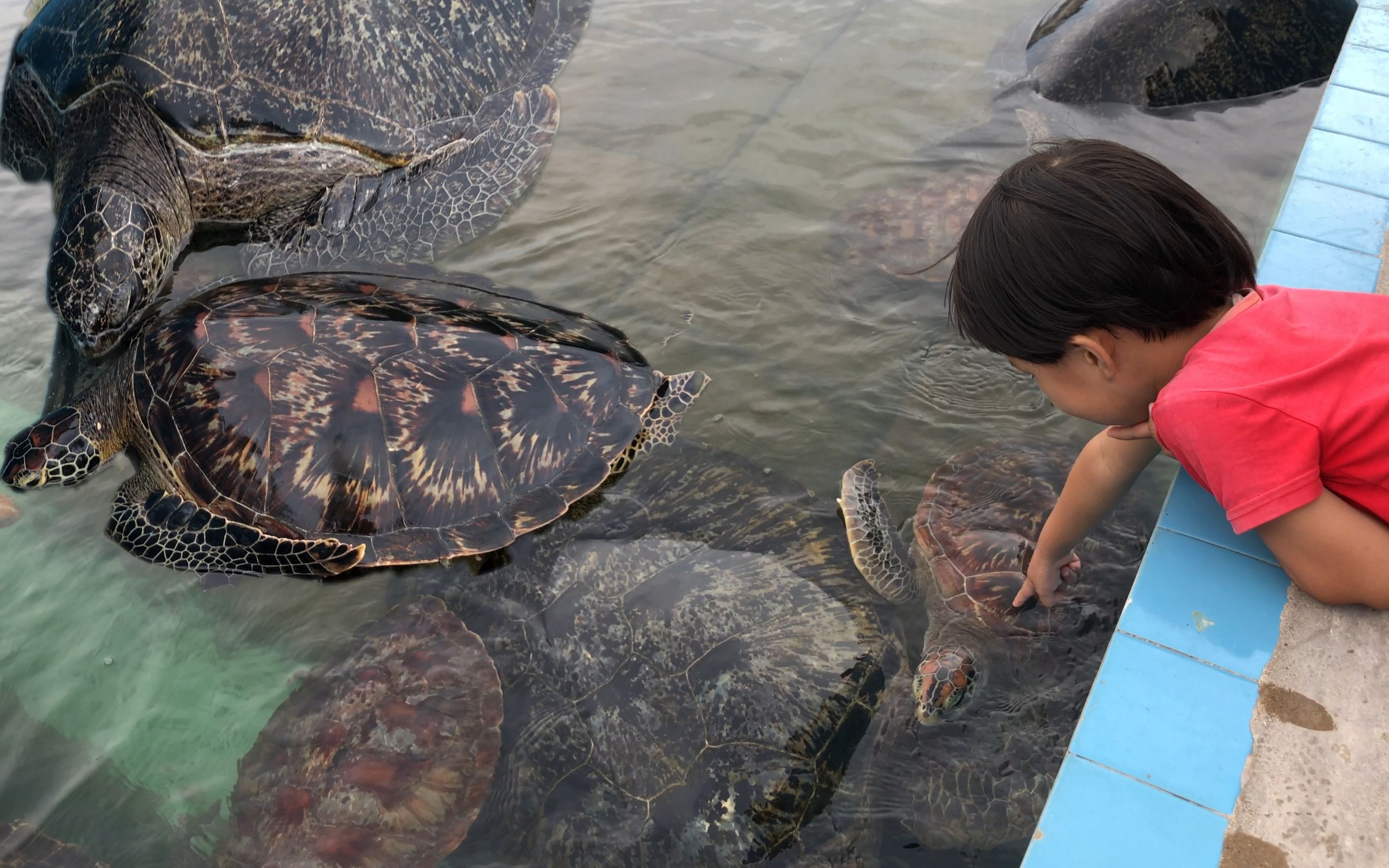 硇洲岛养了很多牛这么大的海龟,沙雕朋友一路追着问:怎做好吃?