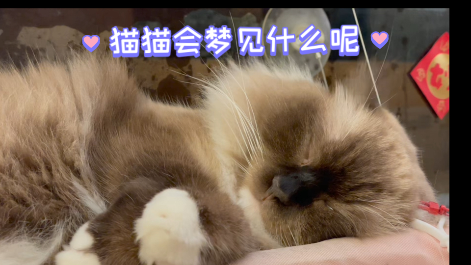 做梦的猪猪咪