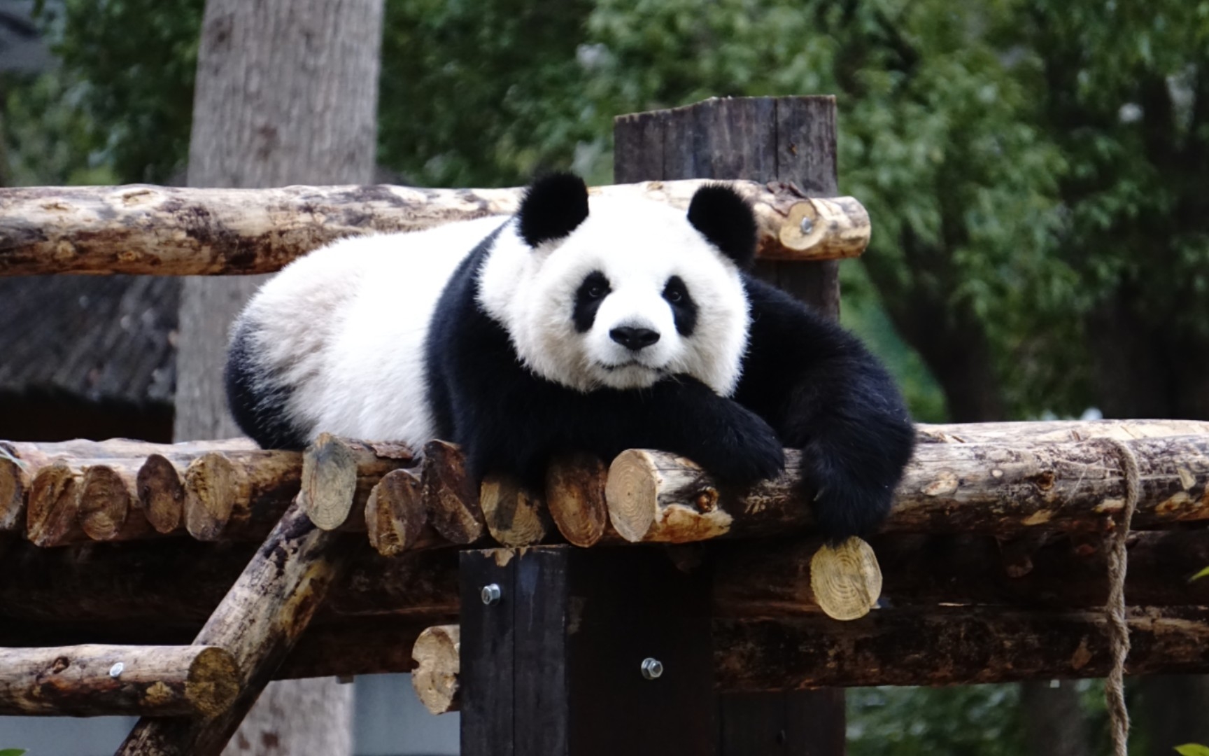 【大熊猫大美】看你等了我好久就给你个正脸瞧瞧吧,真的很美吖