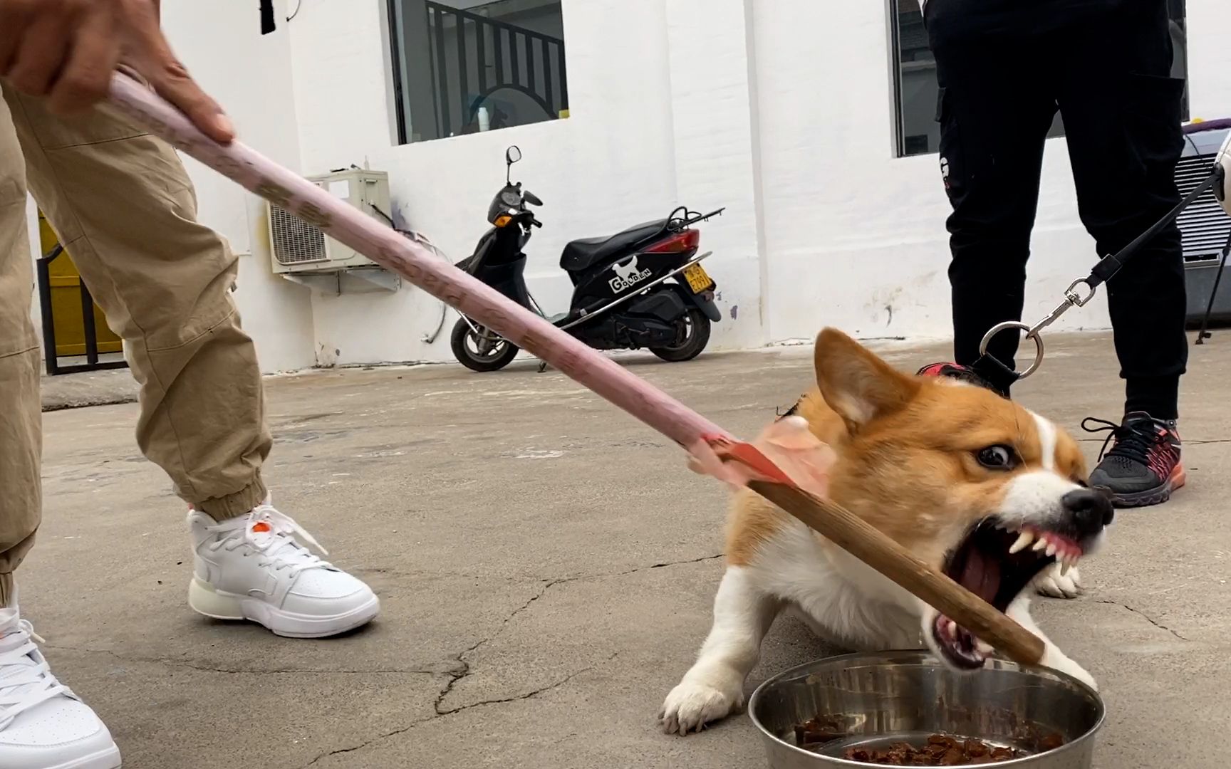 3岁柯基咬人把小伙的手指咬的血肉模糊看着都疼30天能训练好吗