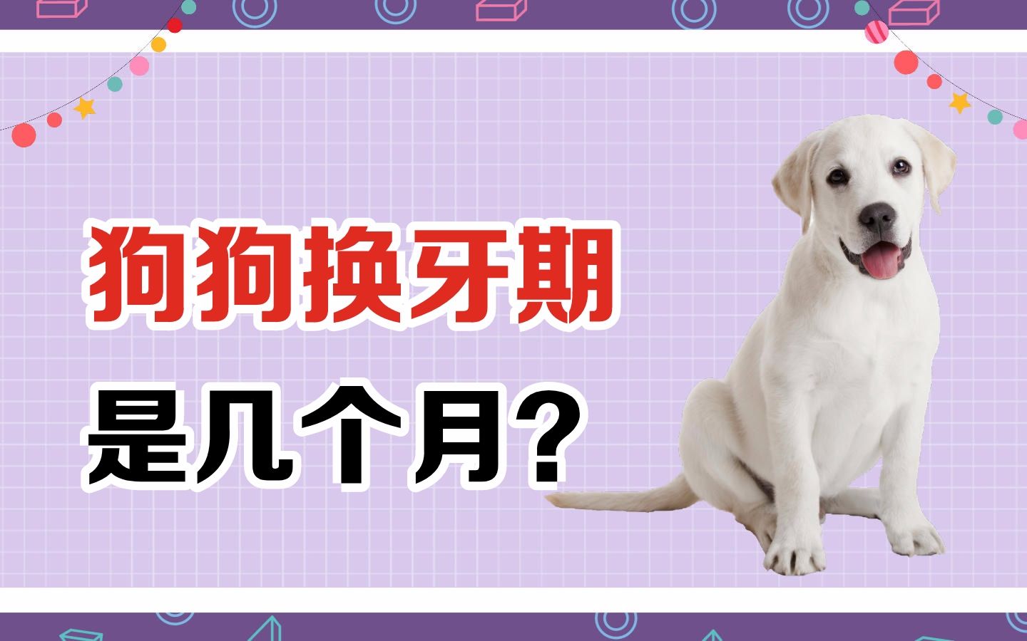 狗狗换牙期是几个月?哔哩哔哩bilibili