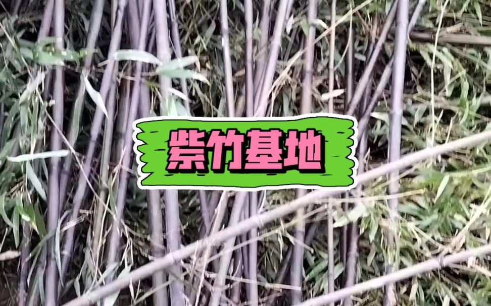 紫竹基地/河南紫竹/潢川紫竹哔哩哔哩bilibili