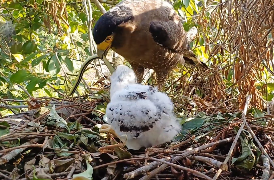 蛇雕亲鸟捕来一条蛇喂给幼鸟