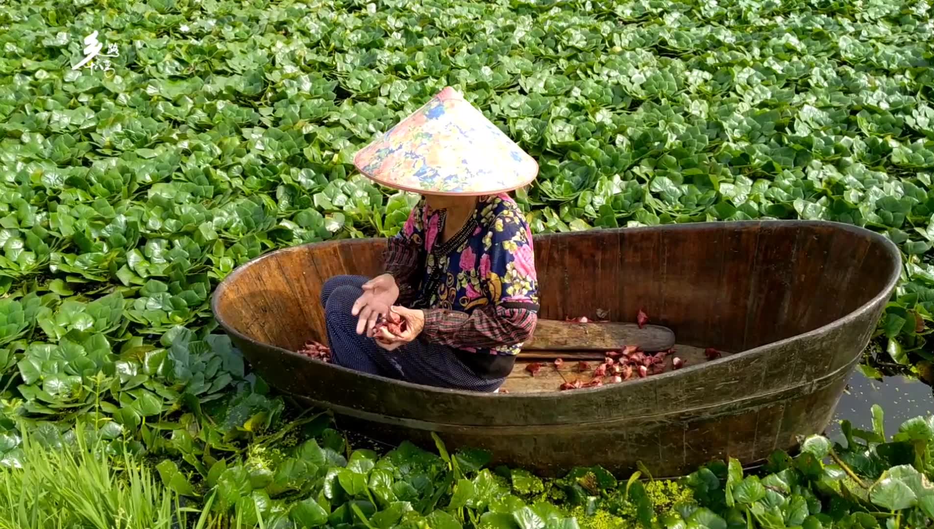 又到采菱角季节今年收成和价格好吗农村大妈报个数我笑了