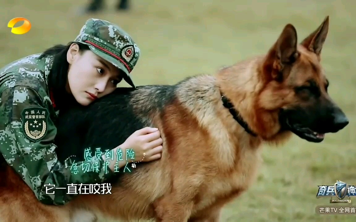 【奇兵神犬】(张馨予 艾勒薇斯cut)那个环境是危险的话,我绝不会让你