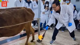 Скачать видео: 中兽医老师用火烧牛背 学生：这是给动物做 “保健”