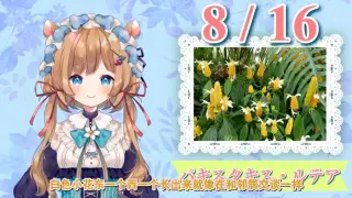 爵床科 搜索结果 哔哩哔哩弹幕视频网 つロ乾杯 Bilibili