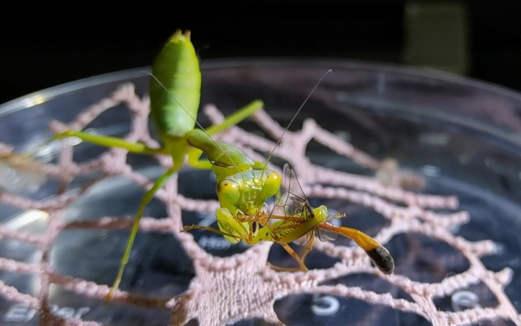 (高清)台湾巨斧螳,细小的牙齿如凌迟般撕碎猎物