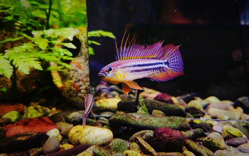 南美短鲷泰菲酋长五个月亚成_哔哩哔哩_bilibili