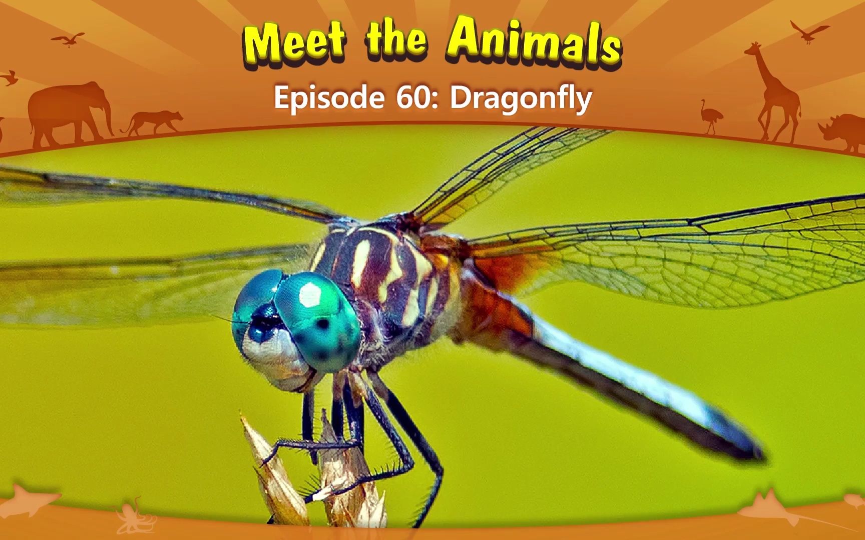 认识动物:蜻蜓 Meet the Animals 60 Dragonfly哔哩哔哩bilibili