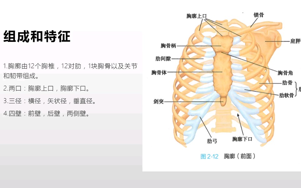 系统解剖学躯干骨的连结之胸廓(重点知识的理解和记忆)哔哩哔哩bilibili