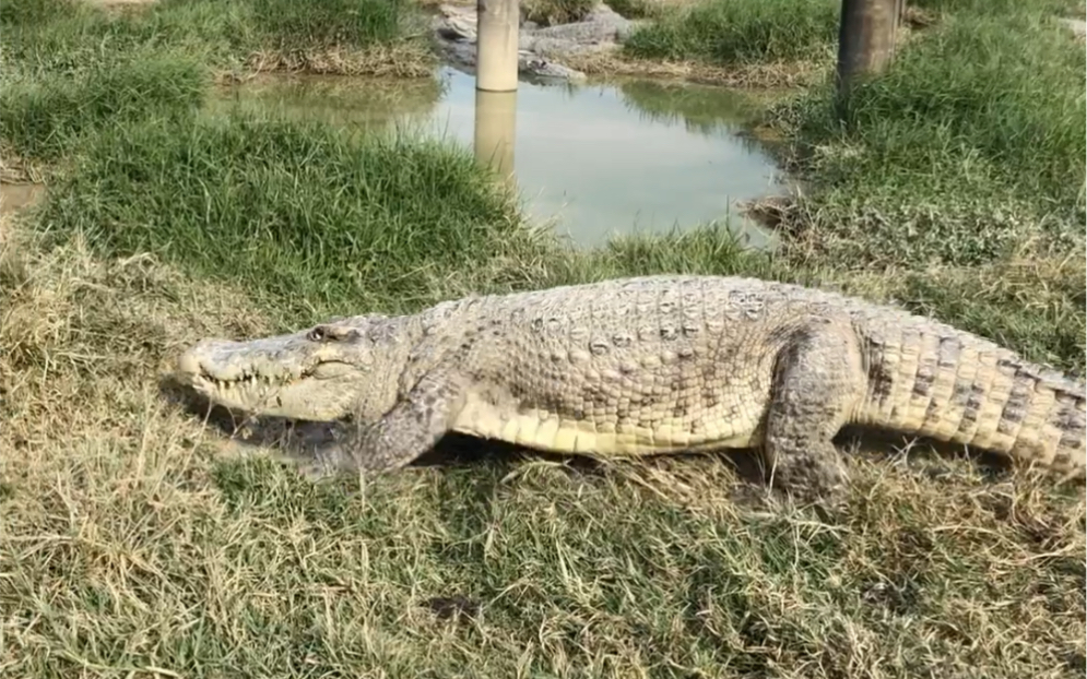 鳄鱼走路.迈着六亲不认的步伐_哔哩哔哩 (゜-゜)つロ 干杯~-bilibili