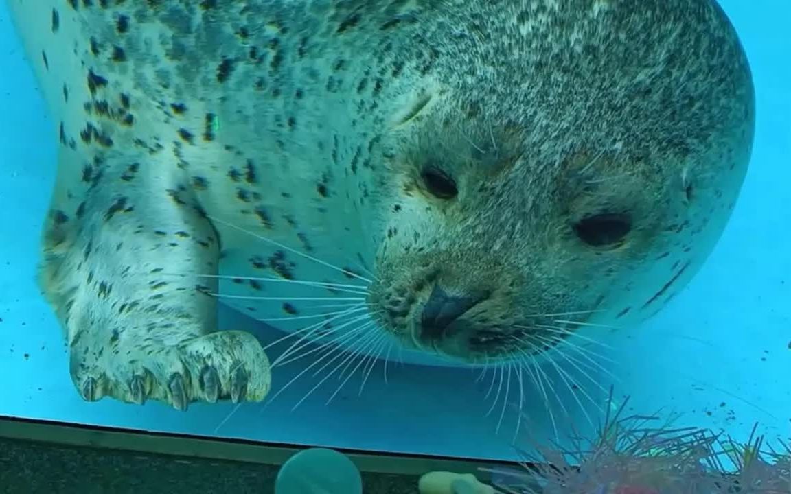 男鹿水族馆 渐渐长大的海豹