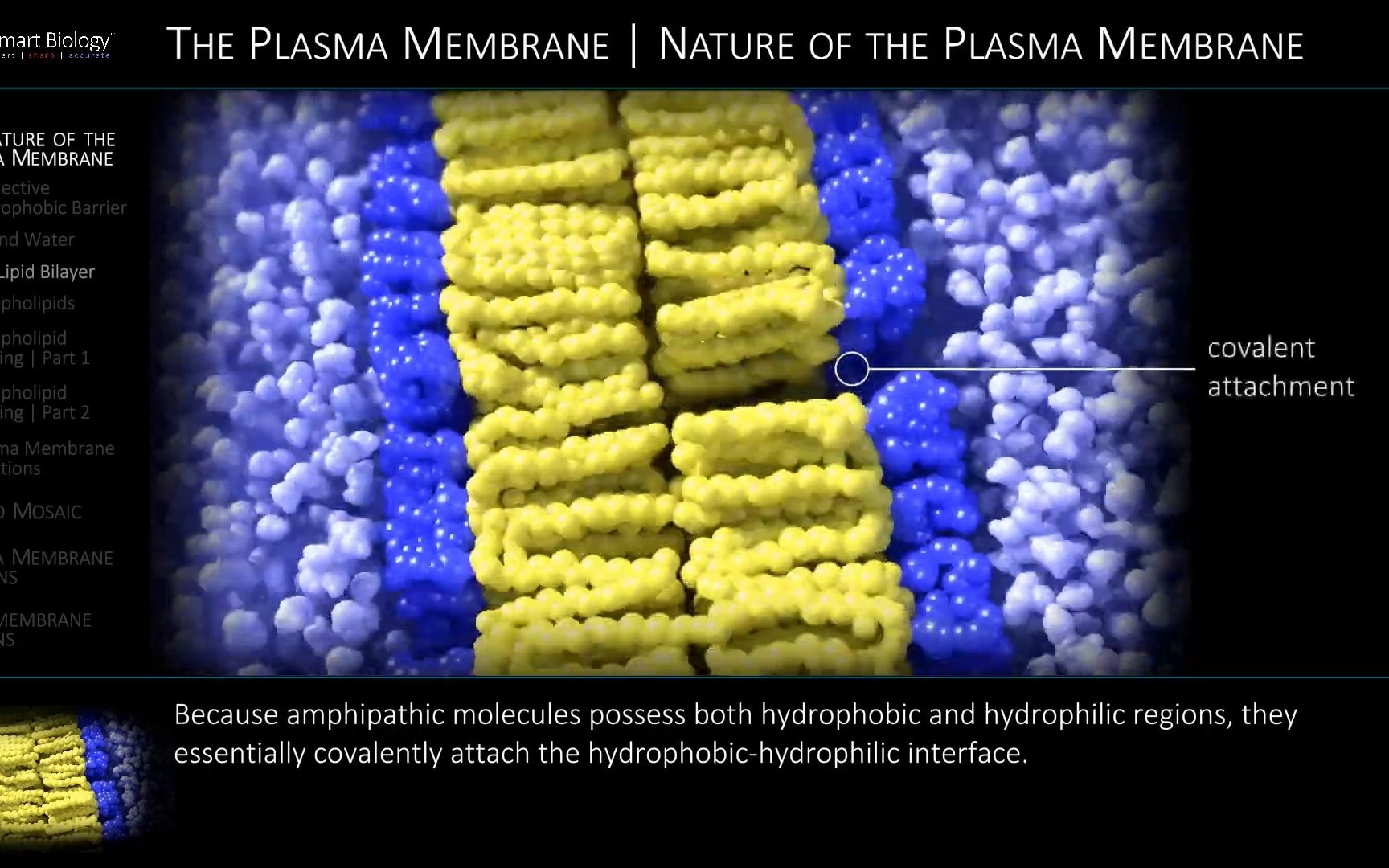 膜结构有哪些特点?  The Plasma Membrane哔哩哔哩bilibili