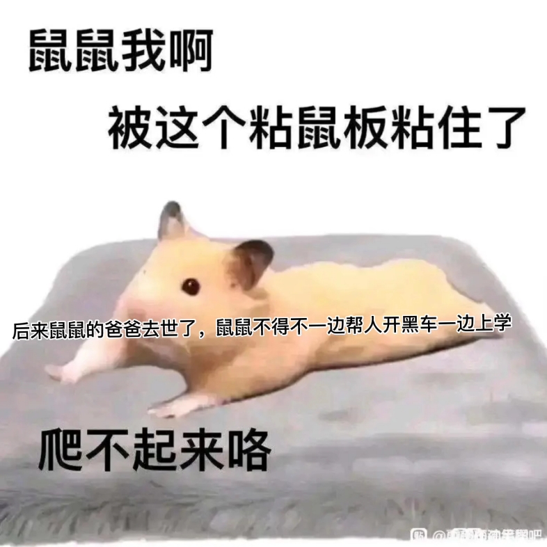 鼠鼠的前半辈子哔哩哔哩bilibili