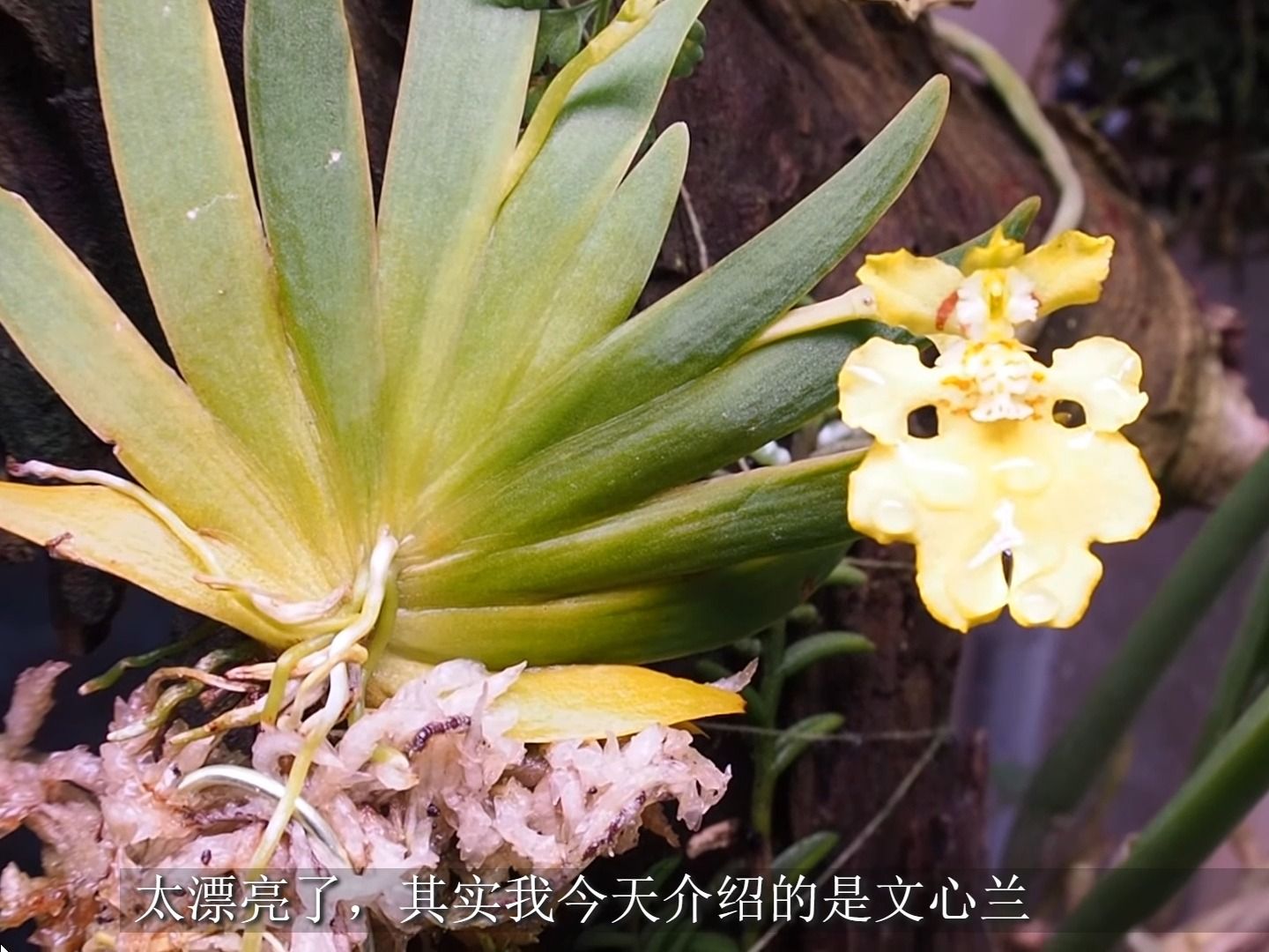 扇叶文心兰开花了,韩国兰场主的迷你兰花缸分享