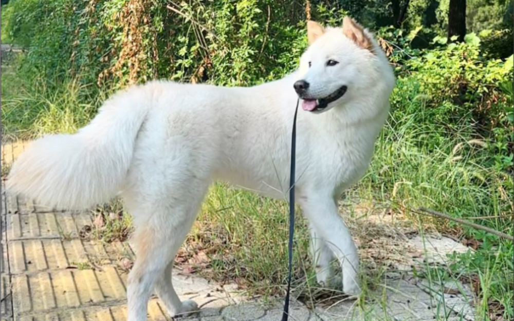 白狐也是被我养到啦!居然养到梦中情狗