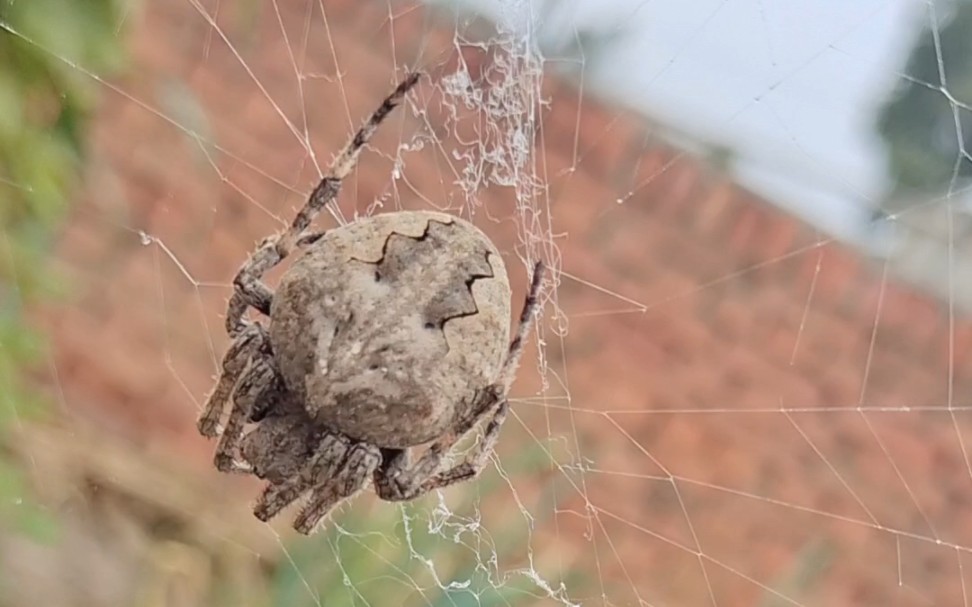 起风了菜园里晃晃悠悠不敢动的大腹园蛛