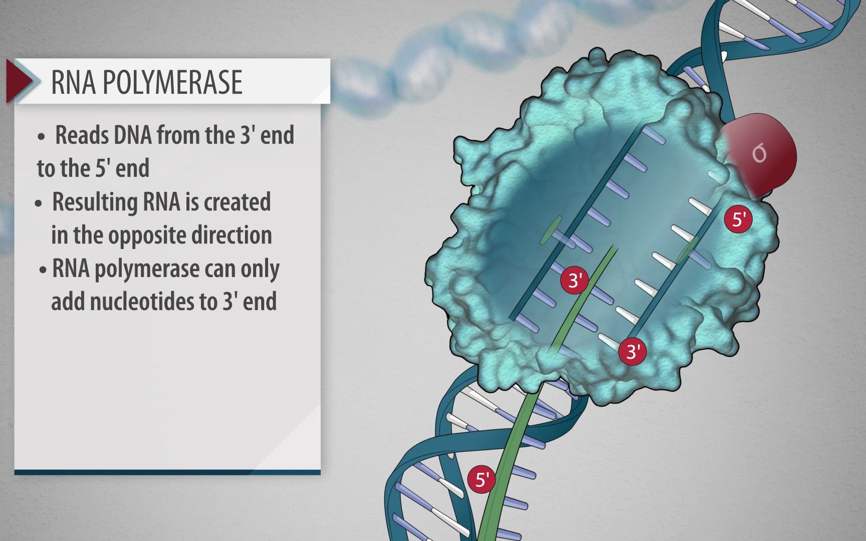 [图]基础分子生物学：基础科学-细菌转录