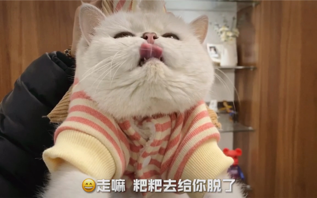 建议不要给猫咪穿衣服,好看是好看但不舒服哔哩哔哩bilibili