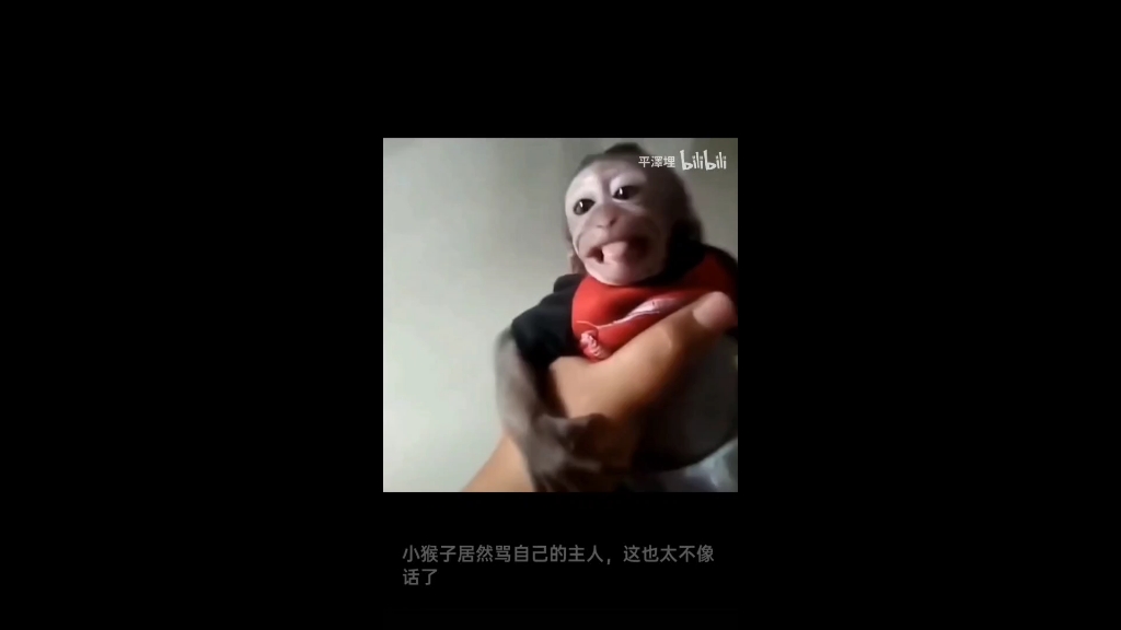 骂人小猴被收拾的服服贴贴,大家看是同一只猴子么哔哩哔哩bilibili