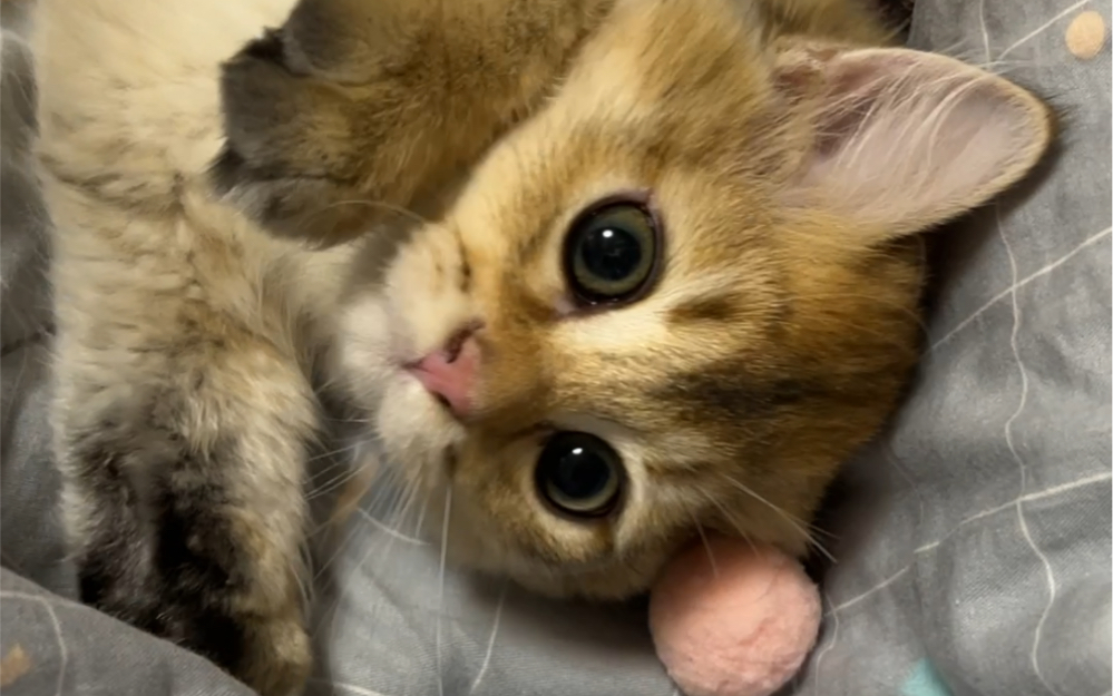 大眼萌仔啵啵小可爱