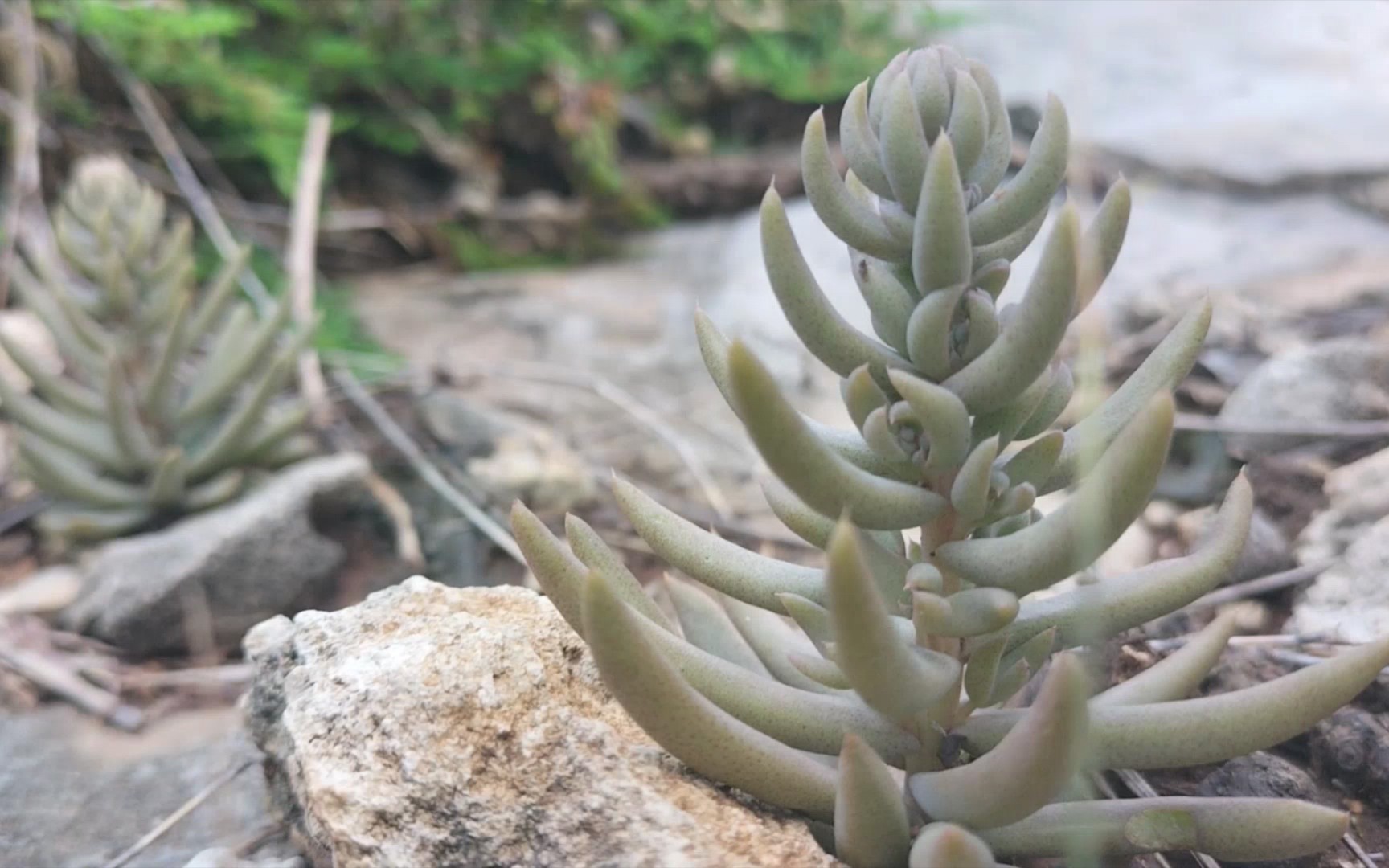 多肉植物瓦松伴蝉鸣