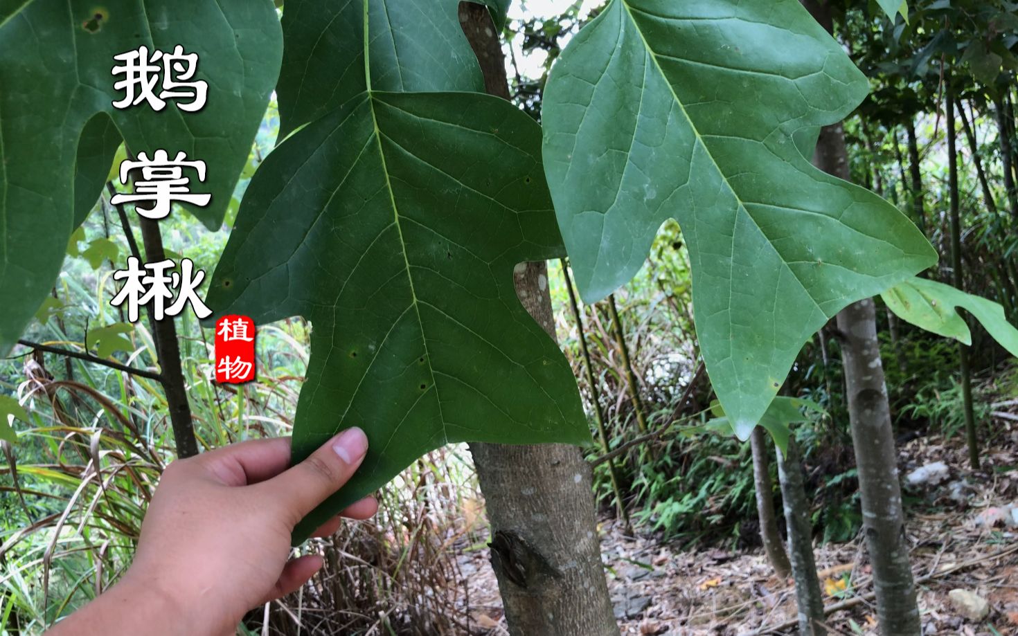 它被称植物界活化石,国家二级保护植物,“鹅掌楸”你认识吗?哔哩哔哩bilibili