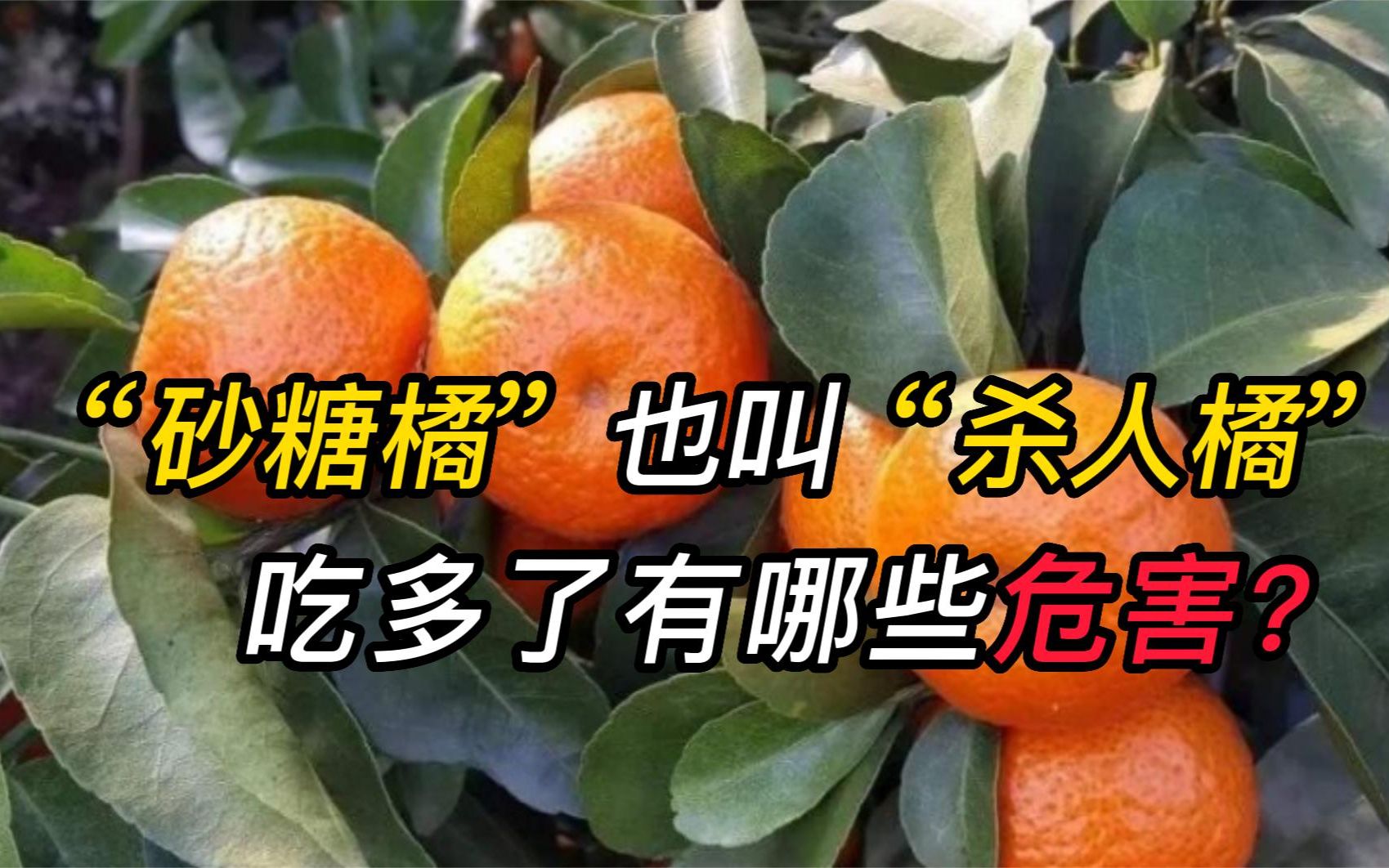 年货必备的“砂糖橘”,为啥被称“杀人橘”?过量食用有啥危害?哔哩哔哩bilibili