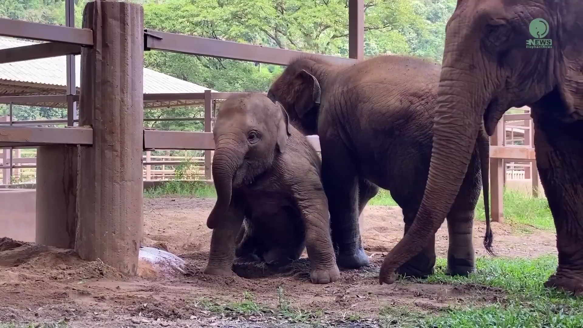 小象丢下轮胎,冲去安慰她的朋友