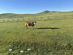 Скачать видео: 一起来看看呼伦贝尔大草原上的牧民是怎么样生活的吧