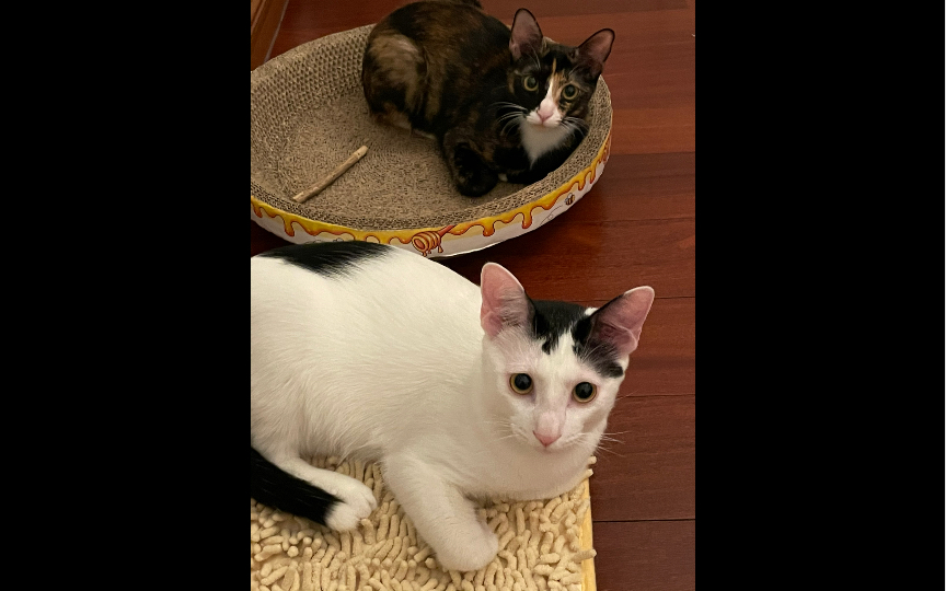 niko&diamond 猫咪们玩耍的日常