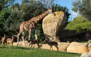 Скачать видео: 無人機視角：把非洲搬進西班牙的巴倫西亞動物園