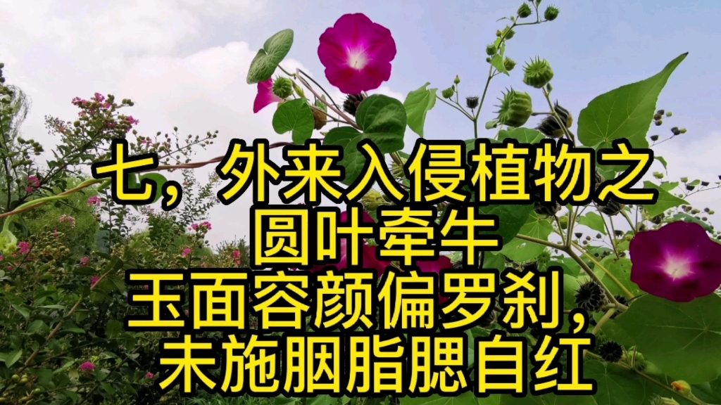 外来入侵植物之圆叶牵牛哔哩哔哩bilibili