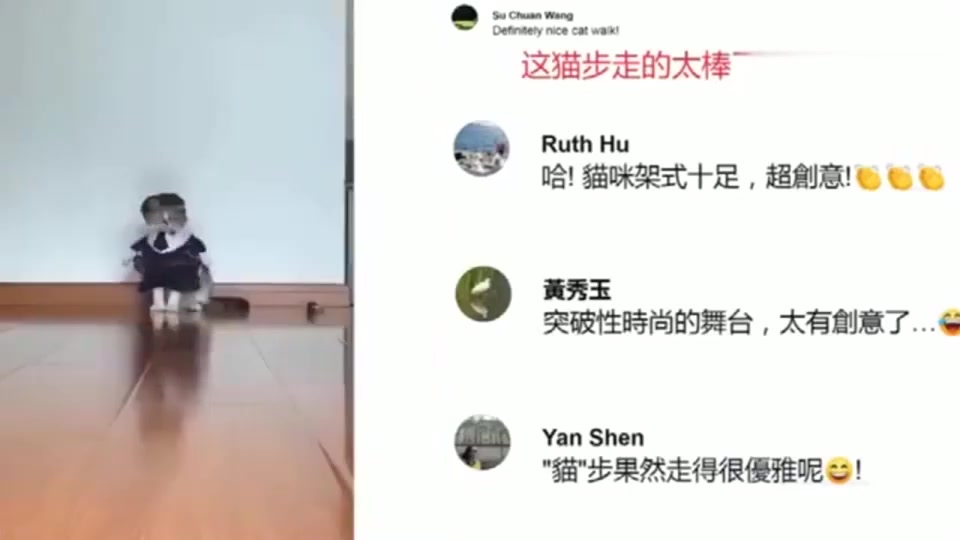 [图]中国猫咪国际范红到海外，网友：最终知道什么叫猫步.