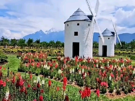 丽江听花谷,梦幻仙境地,繁花似锦等你来邂逅.#听花谷 #花海 #旅行推荐官 #带你游云南 #玉龙雪山风景哔哩哔哩bilibili