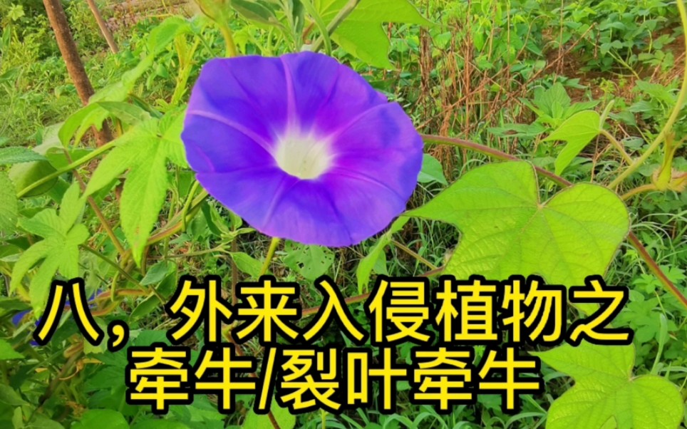 外来入侵植物之牵牛/裂叶牵牛哔哩哔哩bilibili