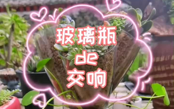 【变废为宝】千万别再花冤枉钱买花盆了,用废弃的玻璃瓶制作创意盆栽,简单好玩有格调!哔哩哔哩bilibili