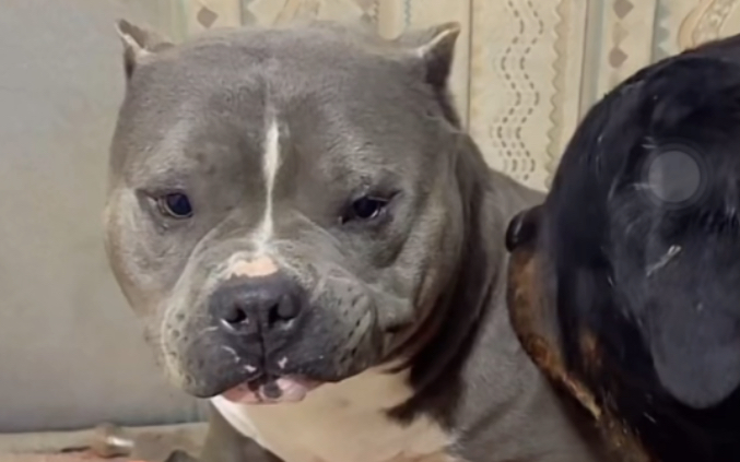 豫西太子圣圣 豫西小丁11/4直播cut