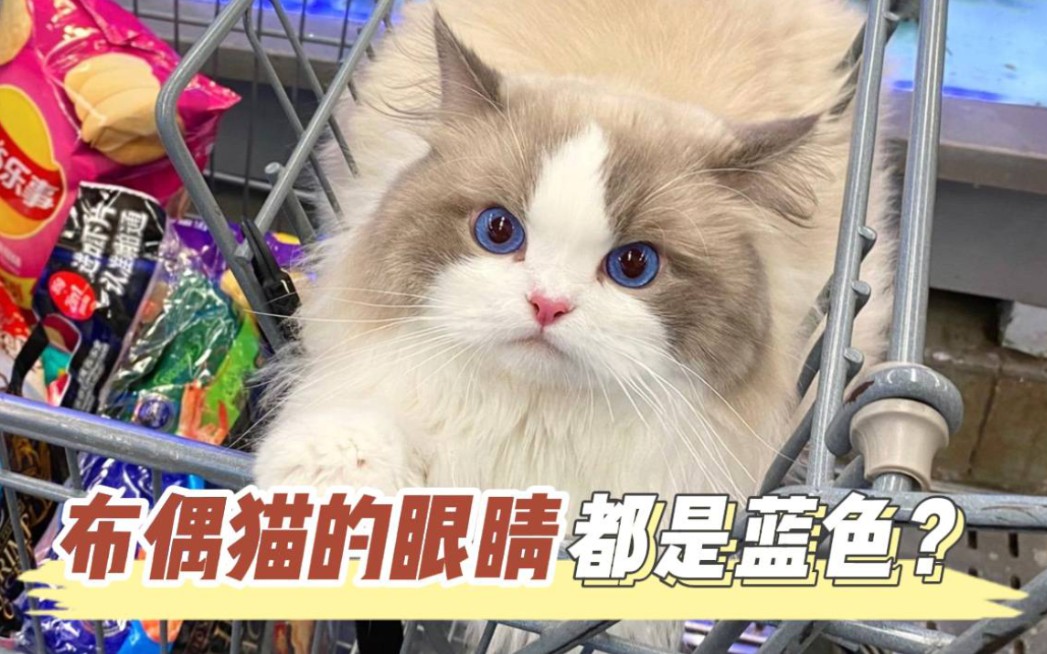 布偶猫的眼睛都是蓝色的吗?