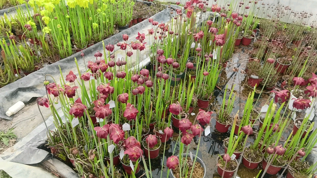 食虫植物—瓶子草黑腐病的发现与治疗哔哩哔哩bilibili