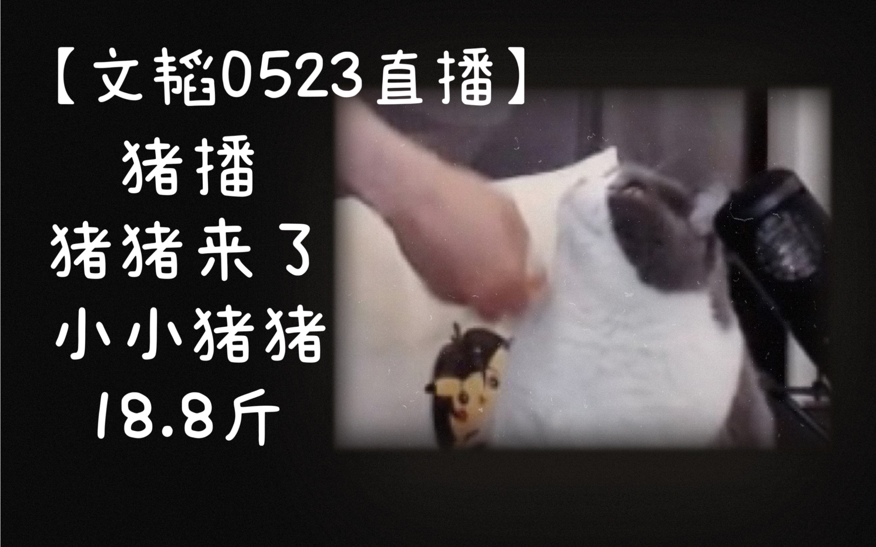 【文韬0523直播】猪猪替主播加班版,小小汤汤18.8斤哔哩哔哩bilibili