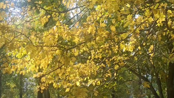 双花重瓣曼陀罗,黑中医药用植物园