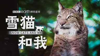 納得できる割引 雪猫/-哔哩哔哩_Bilibili その他