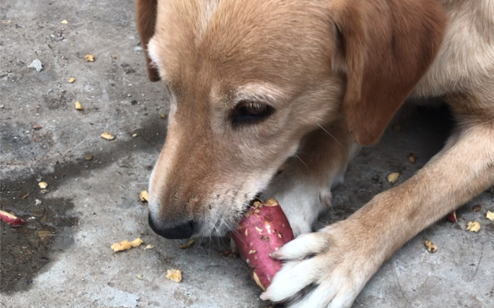 老家黄狗生吃红薯_哔哩哔哩 (゜-゜)つロ 干杯~-bilibili