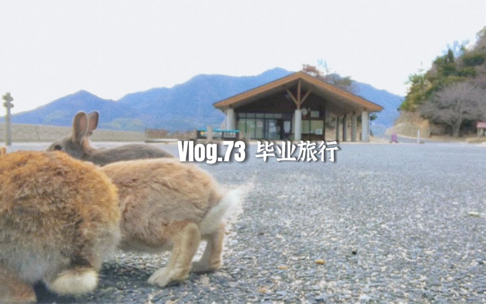 Life in Okunoshima| vlog.73|日本冈山|毕业旅行|第三天|大久野岛|日本仓敷|兔子岛|一人游|初体验|咖喱面包|一人烤肉|电影院|归途哔哩哔哩bilibili