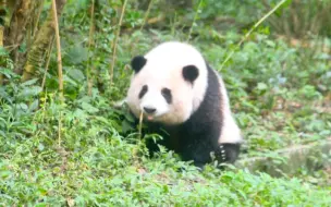 下载视频: 爷爷没带果果喊不会花宝…花宝生胖气扒拉小树苗还吃的津津有味