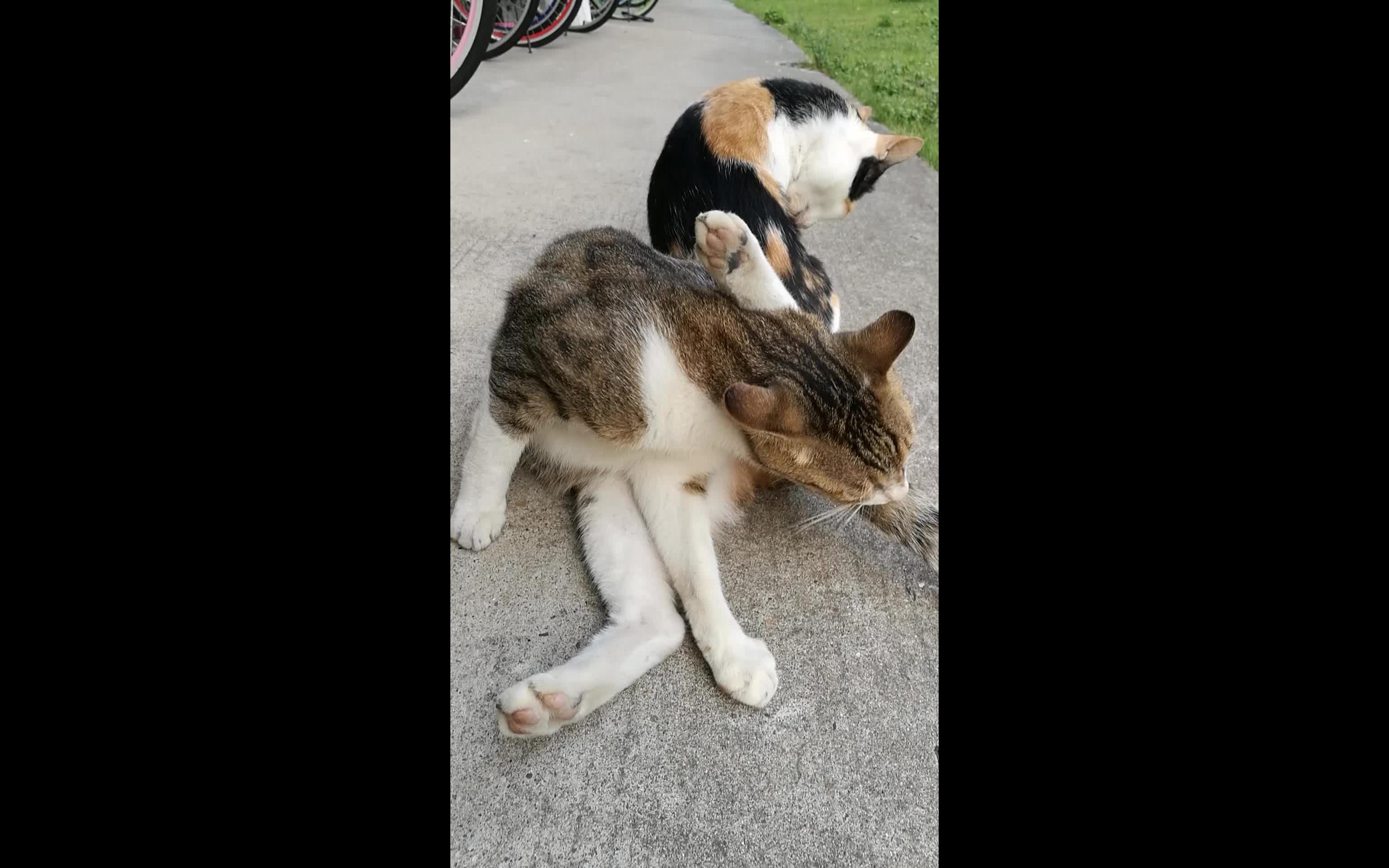 这两只猫舔个腿都如此整齐划一