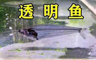 透明鱼 搜索结果 哔哩哔哩 Bilibili