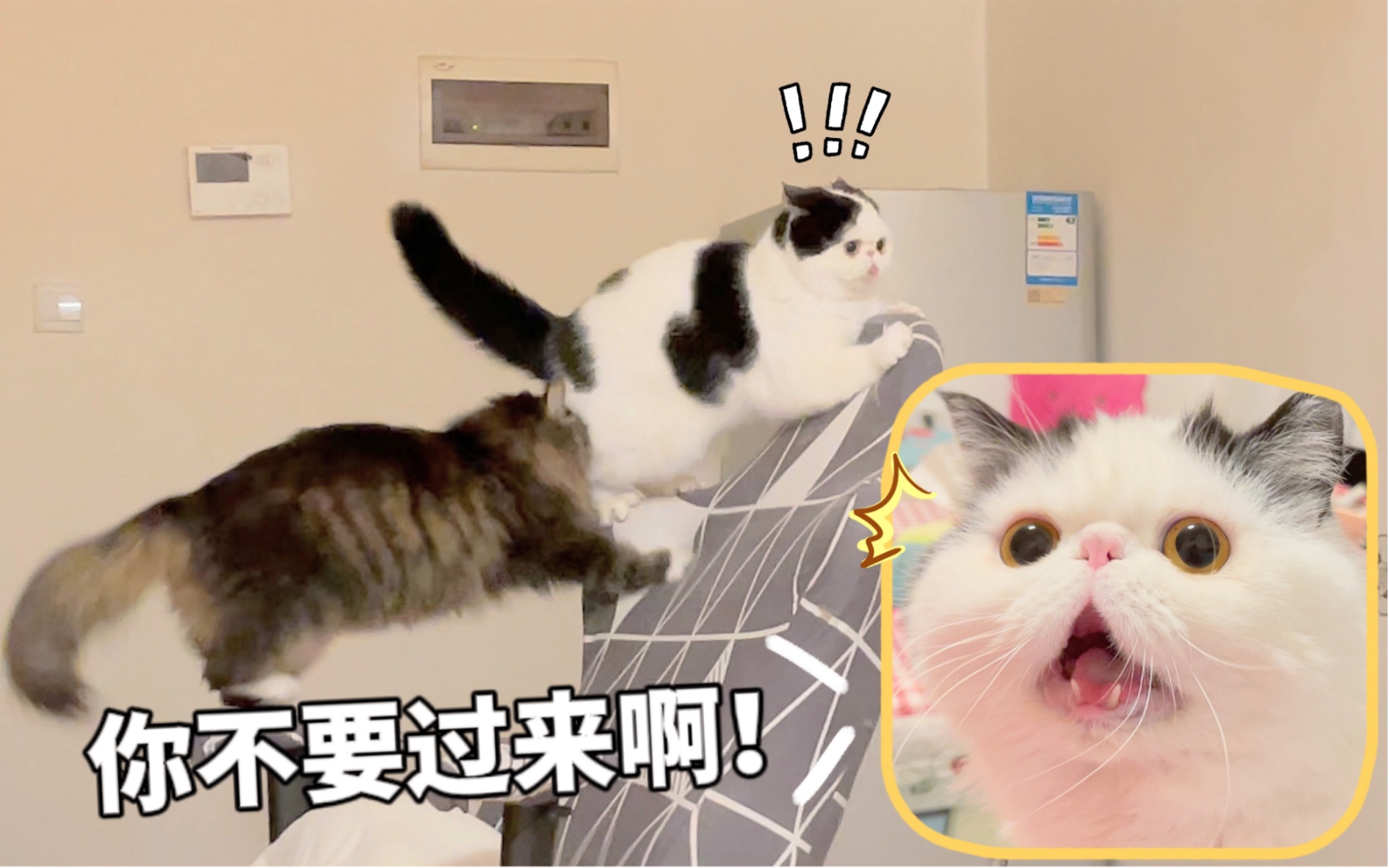 猪咪咪:当时我害怕极了!我:哈哈哈哈哈……哔哩哔哩bilibili